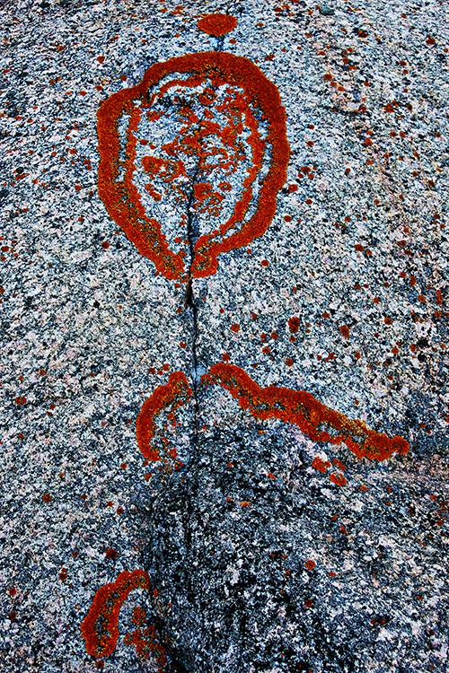 Praktlaven ritar naturens graffiti på Manskäret.