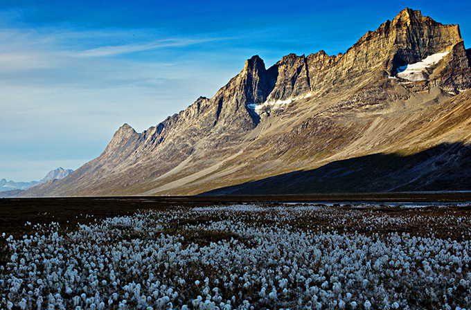 Polarull blommar i täta mattor nedanför en namnlös topp 1500 meter över ”blomsterdalen”.