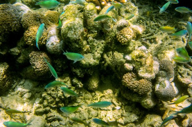 Att snorkla bland korallerna var som att dyka i ett akvarium. /Snorkling was like diving in an aquarium.