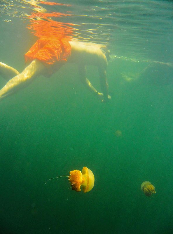 Snorkling i en kittelsjö med maneter. /Snorkling in a jellyfish lake.