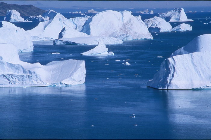 Isbergen tornar upp sig där Scoresbysund vidgar sig.