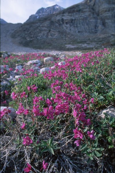 Gederamsen är Grönlands nationalblomma.